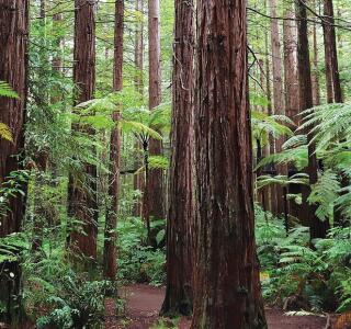 Environmental Area Interest