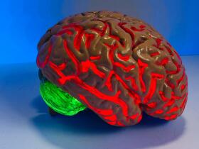 News Hero Images Brain