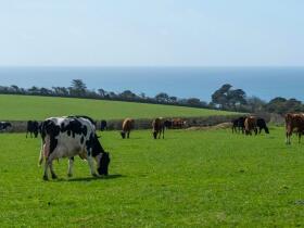 cows farm 2 HERO