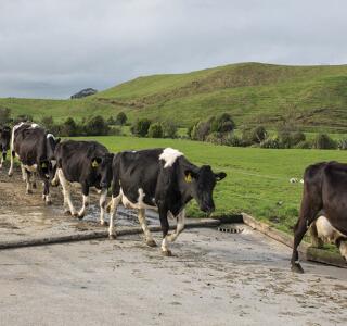 Hero Image NZ Cert Agriculture L4