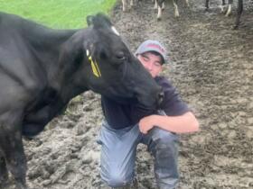 Cow and ryan